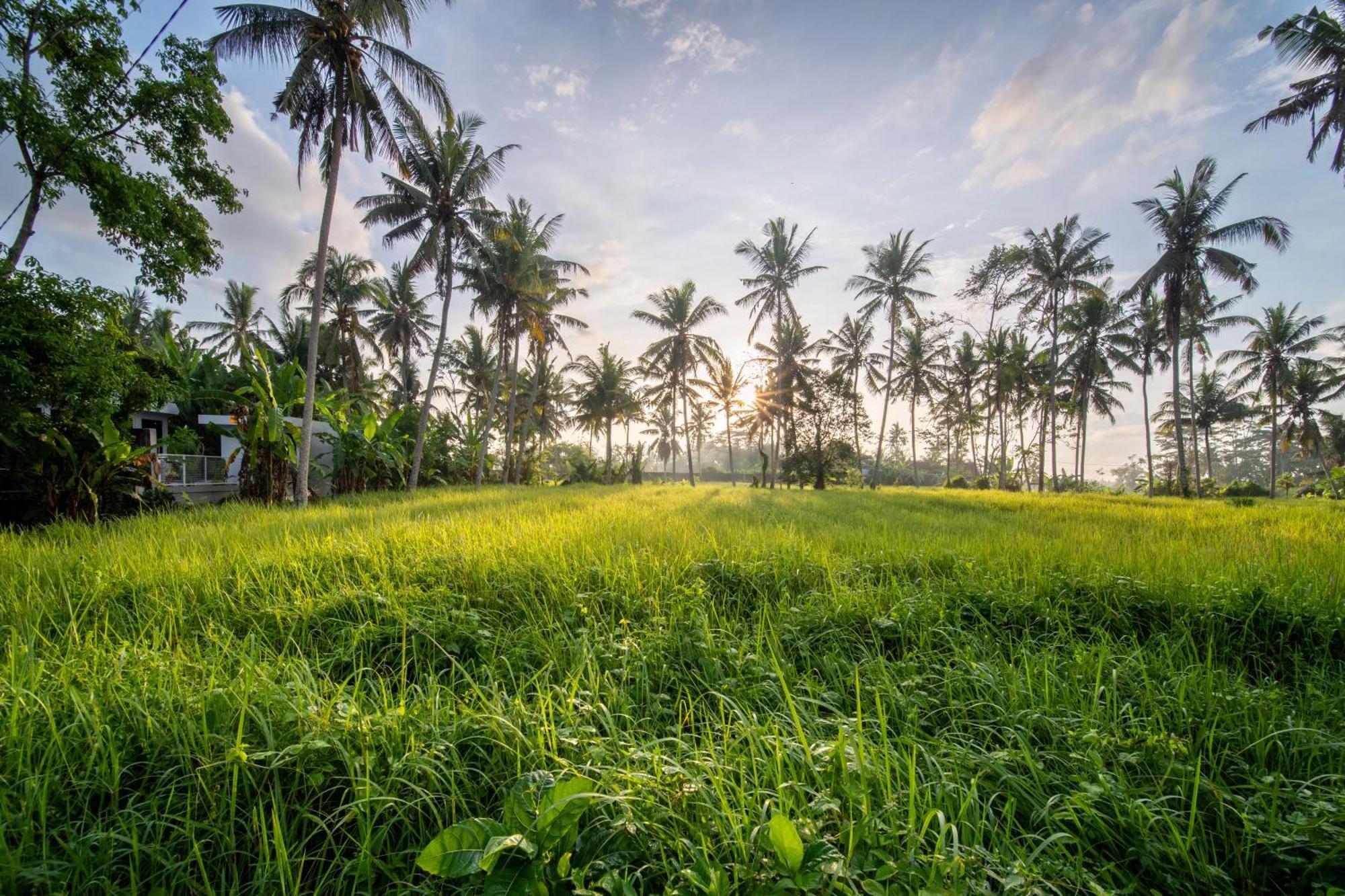 Casa Estrella - Luxe In Ubud エクステリア 写真